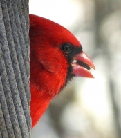 Cardinal_with_Seed.jpg