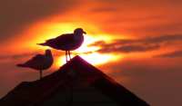 Gulls_at_Sunrise.jpg