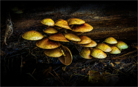 Mushrooms_on_a_Log.jpg