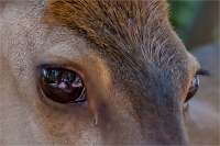Deer_Eyes_by_Bert_Schmitz.jpg