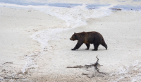 Bear_in_Yellowstone_National_Park.jpg