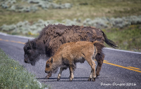 Bison_cin_Yellowstone_National_Park.jpg