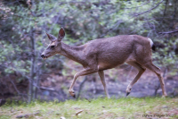 Deer_in_Yosemite_National_Park.jpg