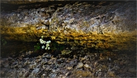 Tiny_Flowers_in_the_Rocks_by_Bert__Schmitz.jpg