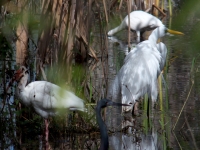 egret-ibis-heron-everglades-2.jpg